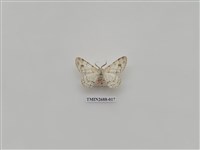 藏品(尺蛾233)的圖片